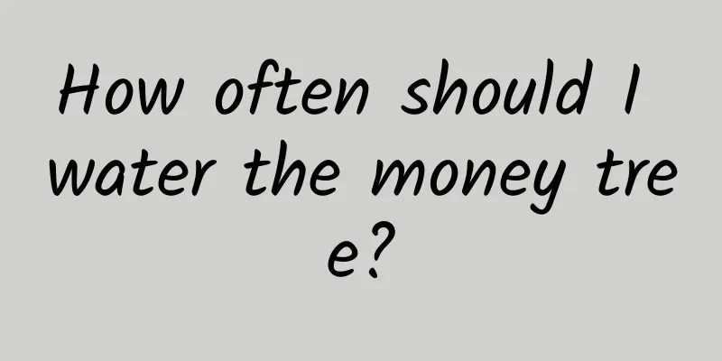 How often should I water the money tree?