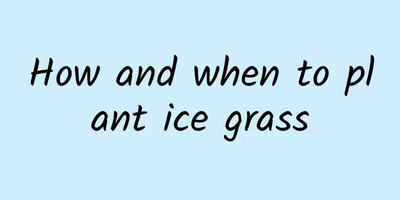 How and when to plant ice grass