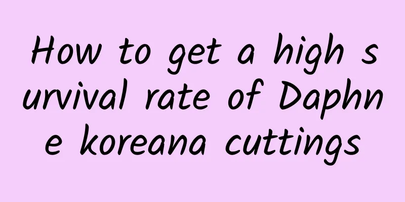 How to get a high survival rate of Daphne koreana cuttings
