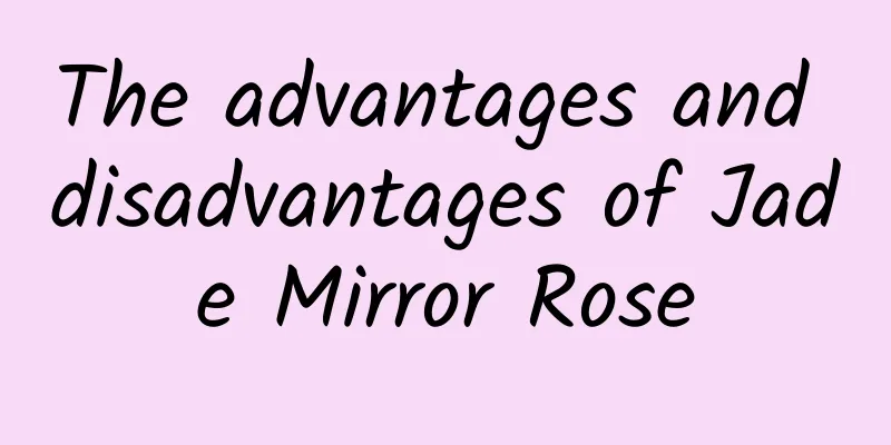 The advantages and disadvantages of Jade Mirror Rose