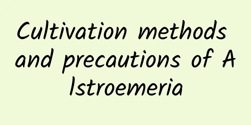 Cultivation methods and precautions of Alstroemeria