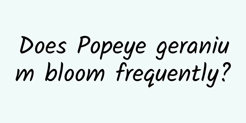 Does Popeye geranium bloom frequently?