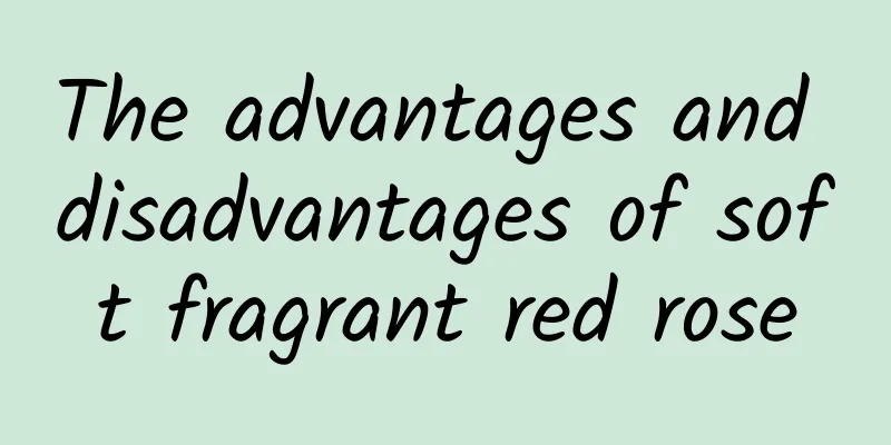 The advantages and disadvantages of soft fragrant red rose