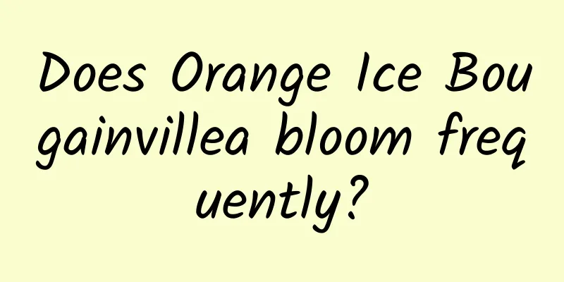 Does Orange Ice Bougainvillea bloom frequently?