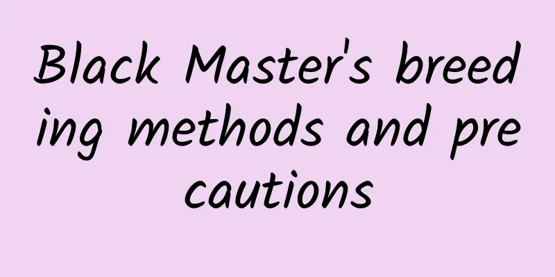 Black Master's breeding methods and precautions