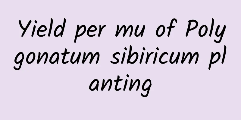 Yield per mu of Polygonatum sibiricum planting