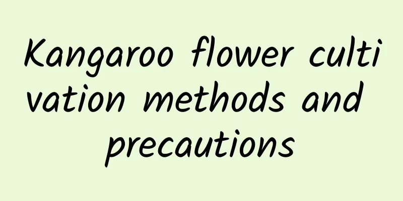 Kangaroo flower cultivation methods and precautions