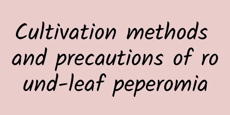 Cultivation methods and precautions of round-leaf peperomia
