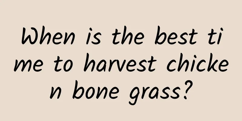 When is the best time to harvest chicken bone grass?