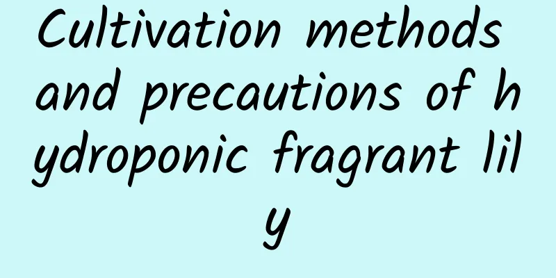Cultivation methods and precautions of hydroponic fragrant lily