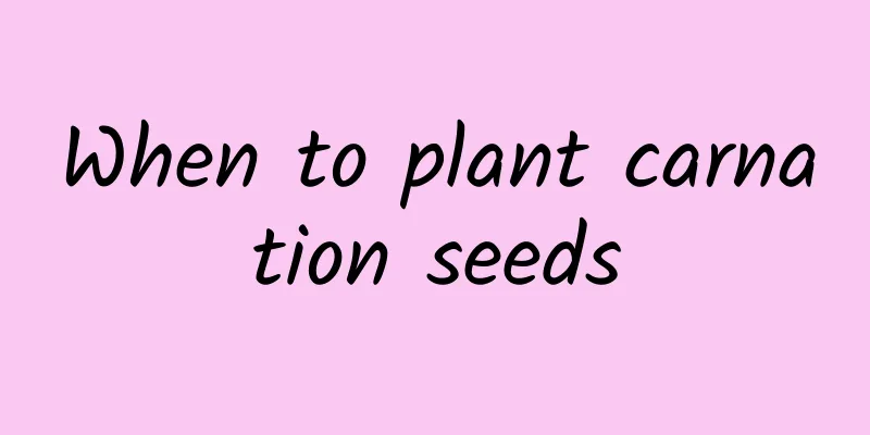 When to plant carnation seeds