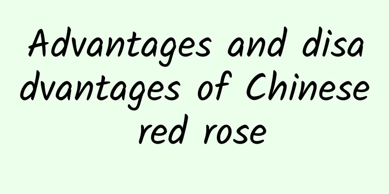 Advantages and disadvantages of Chinese red rose