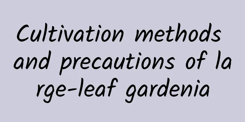 Cultivation methods and precautions of large-leaf gardenia