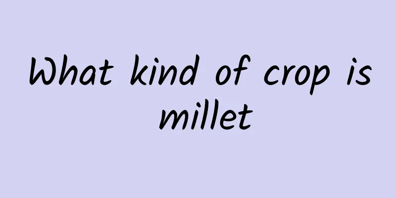What kind of crop is millet