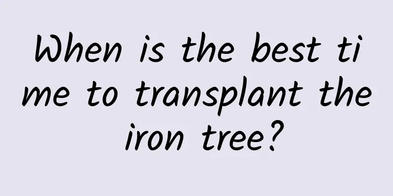 When is the best time to transplant the iron tree?