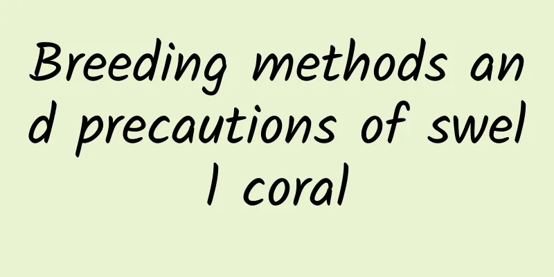 Breeding methods and precautions of swell coral