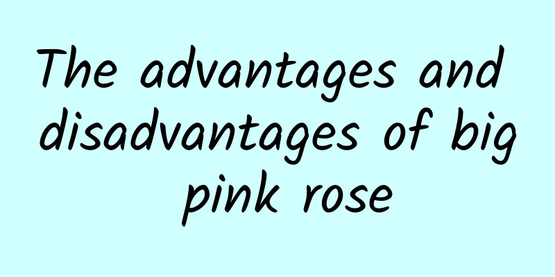 The advantages and disadvantages of big pink rose