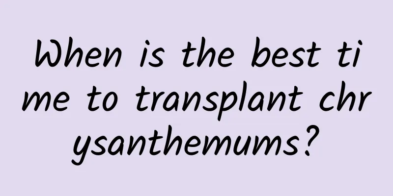 When is the best time to transplant chrysanthemums?