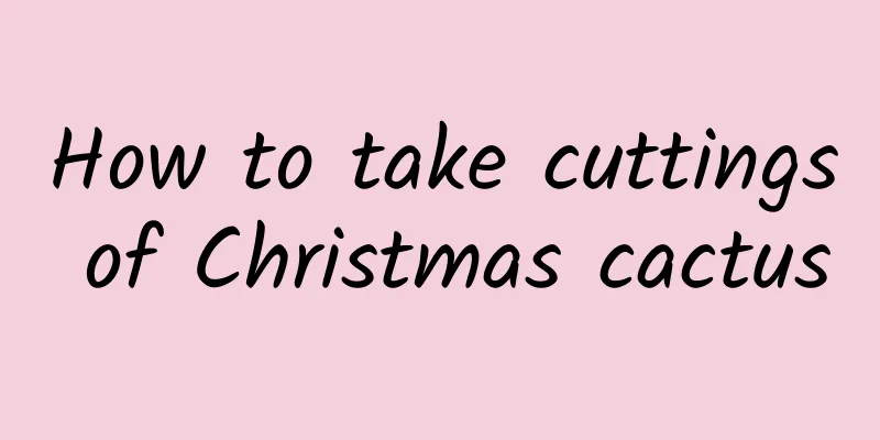 How to take cuttings of Christmas cactus