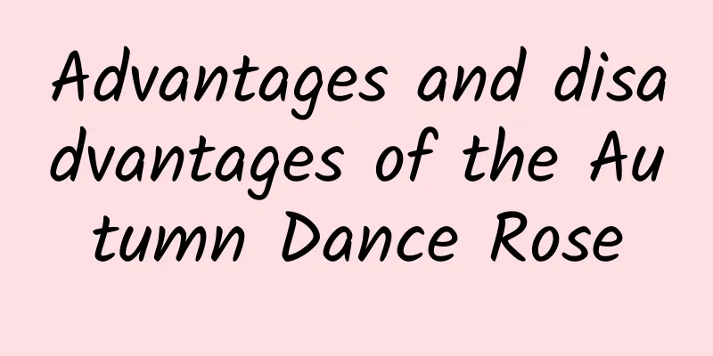 Advantages and disadvantages of the Autumn Dance Rose