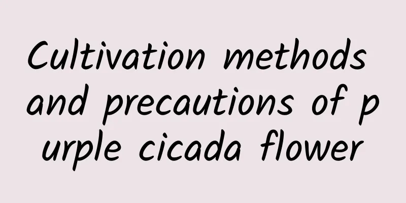 Cultivation methods and precautions of purple cicada flower