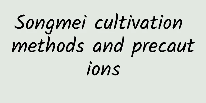 Songmei cultivation methods and precautions