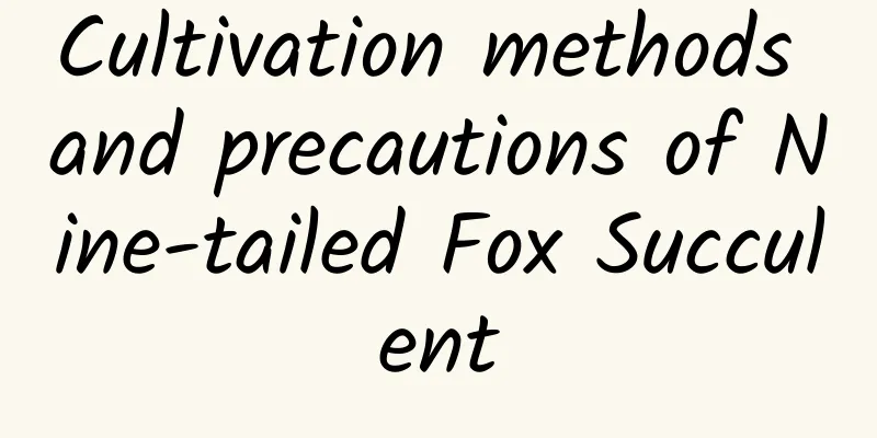 Cultivation methods and precautions of Nine-tailed Fox Succulent