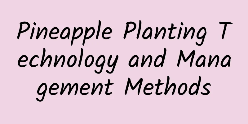 Pineapple Planting Technology and Management Methods