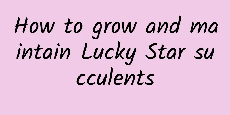 How to grow and maintain Lucky Star succulents