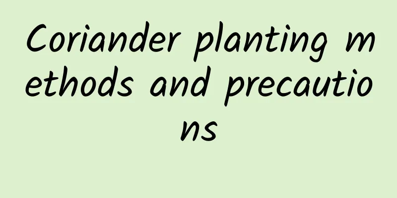 Coriander planting methods and precautions