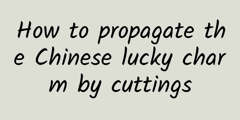 How to propagate the Chinese lucky charm by cuttings