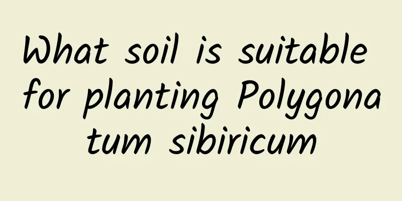What soil is suitable for planting Polygonatum sibiricum