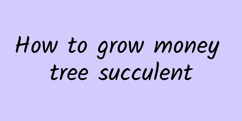 How to grow money tree succulent