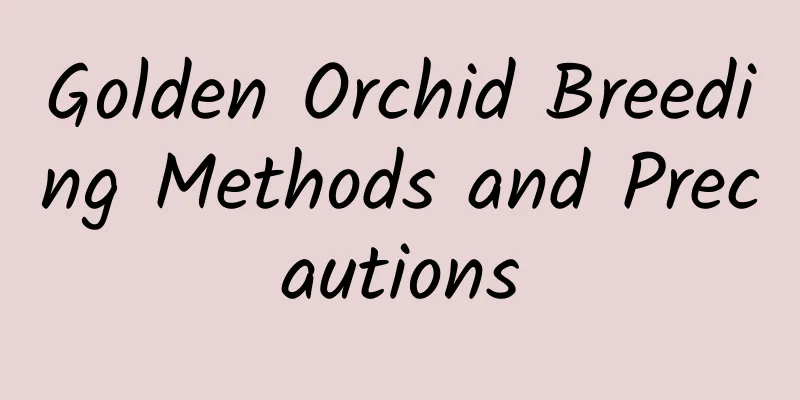 Golden Orchid Breeding Methods and Precautions