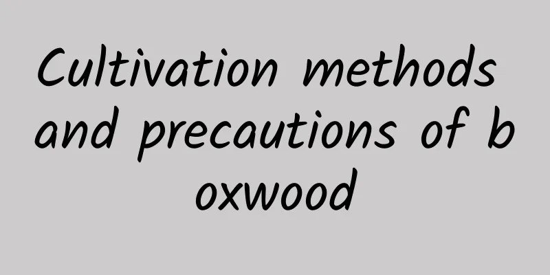 Cultivation methods and precautions of boxwood
