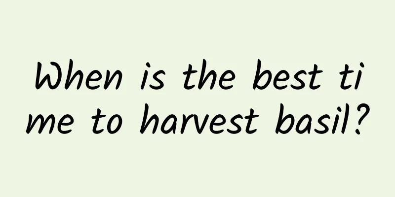 When is the best time to harvest basil?