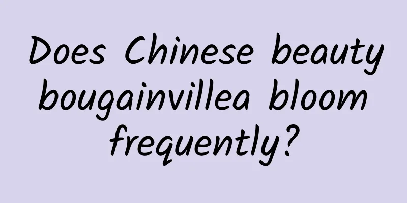 Does Chinese beauty bougainvillea bloom frequently?