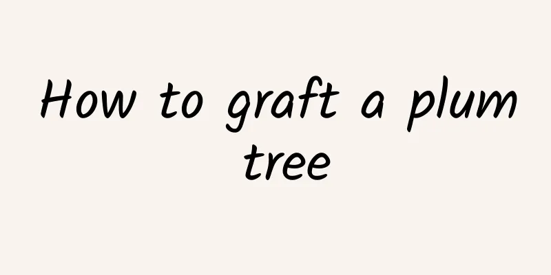 How to graft a plum tree