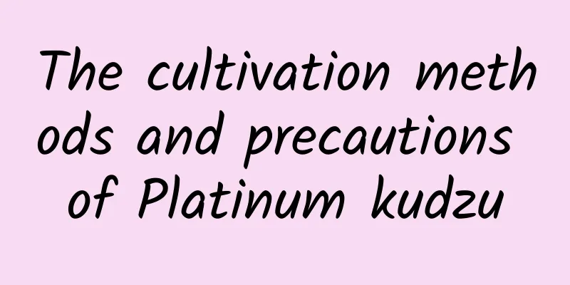 The cultivation methods and precautions of Platinum kudzu
