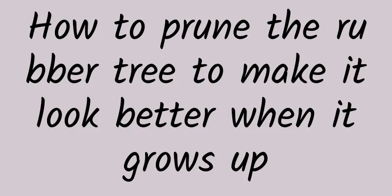 How to prune the rubber tree to make it look better when it grows up