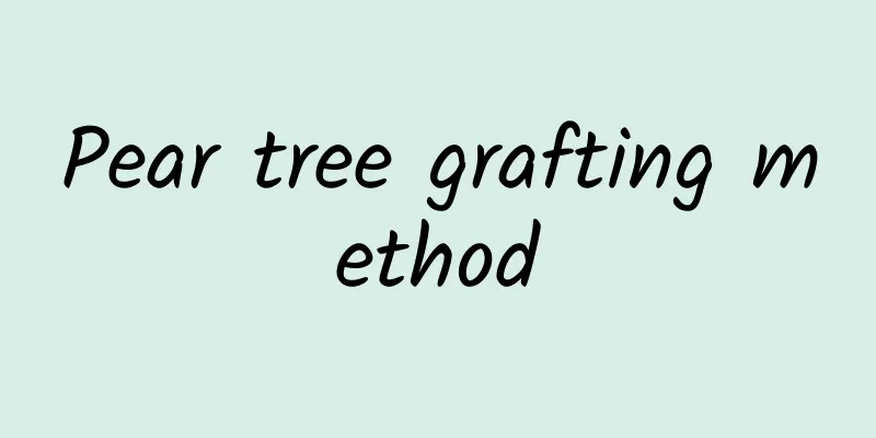 Pear tree grafting method