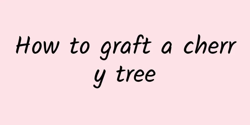 How to graft a cherry tree