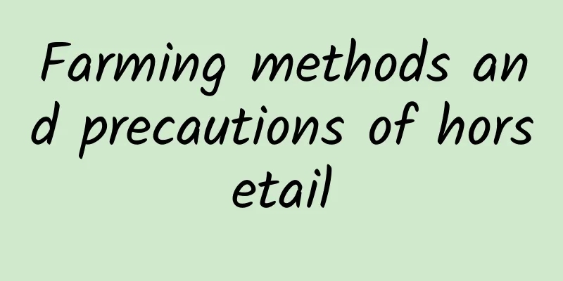 Farming methods and precautions of horsetail