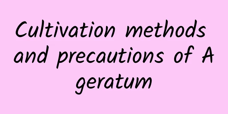 Cultivation methods and precautions of Ageratum