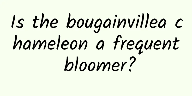 Is the bougainvillea chameleon a frequent bloomer?