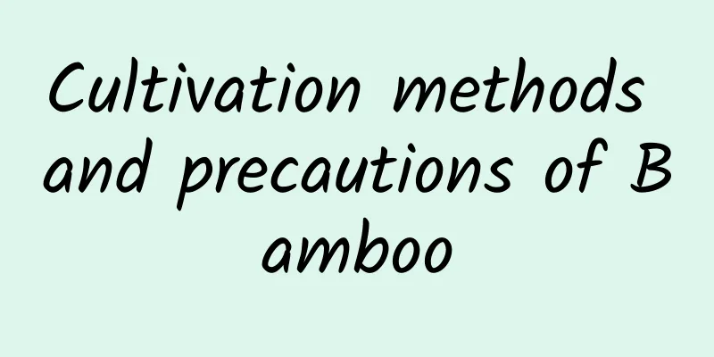 Cultivation methods and precautions of Bamboo