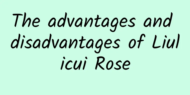 The advantages and disadvantages of Liulicui Rose