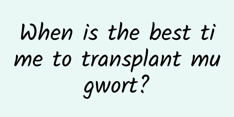 When is the best time to transplant mugwort?