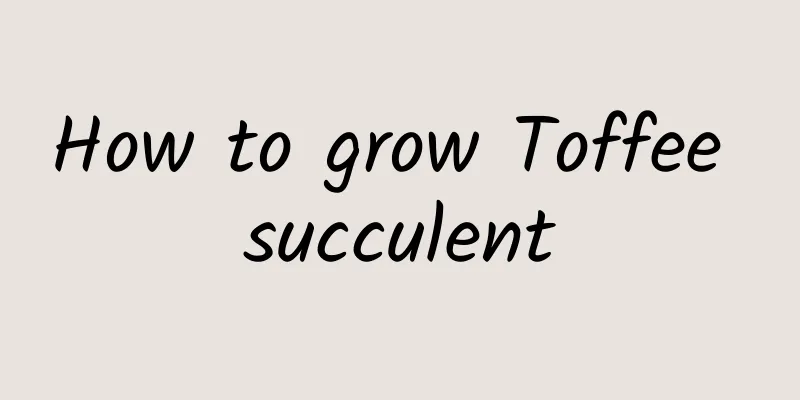 How to grow Toffee succulent