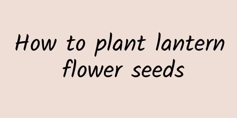 How to plant lantern flower seeds